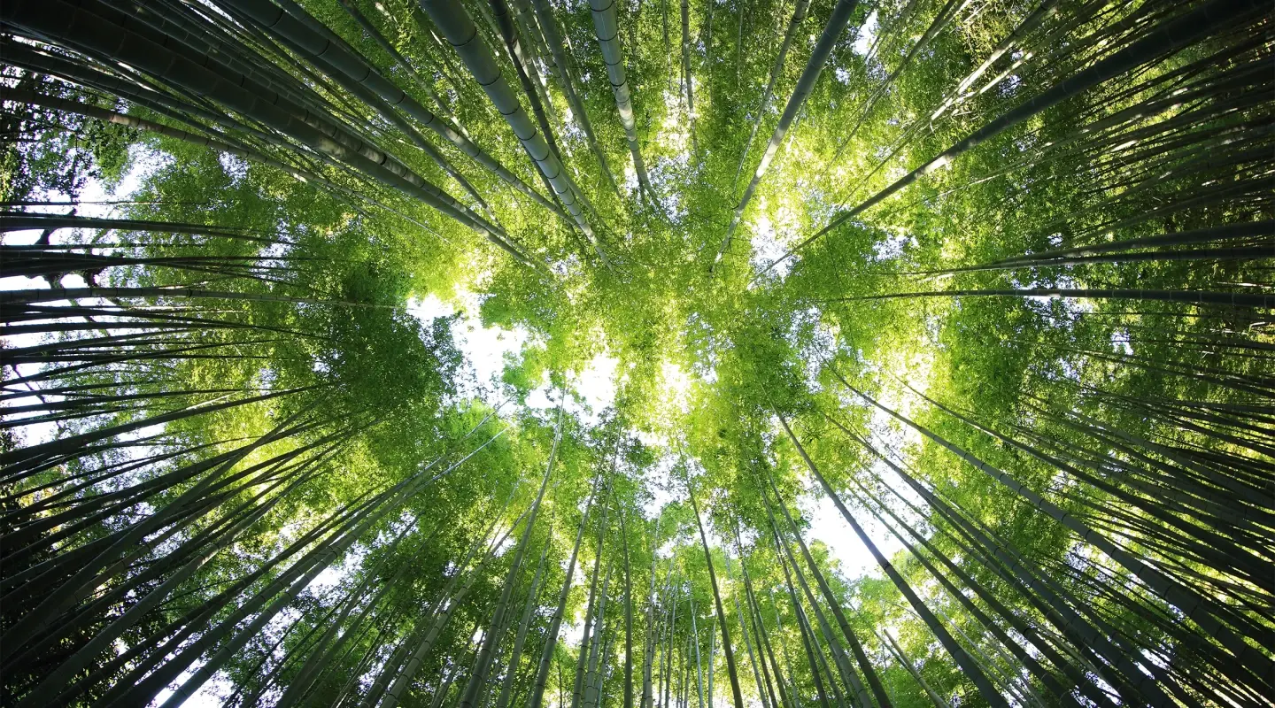 View of the trees from bottom of forest