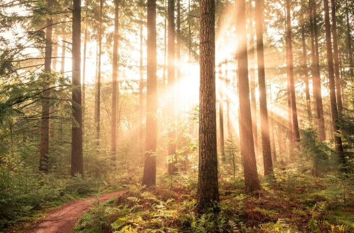 Photo d’une forêt ensoleillée