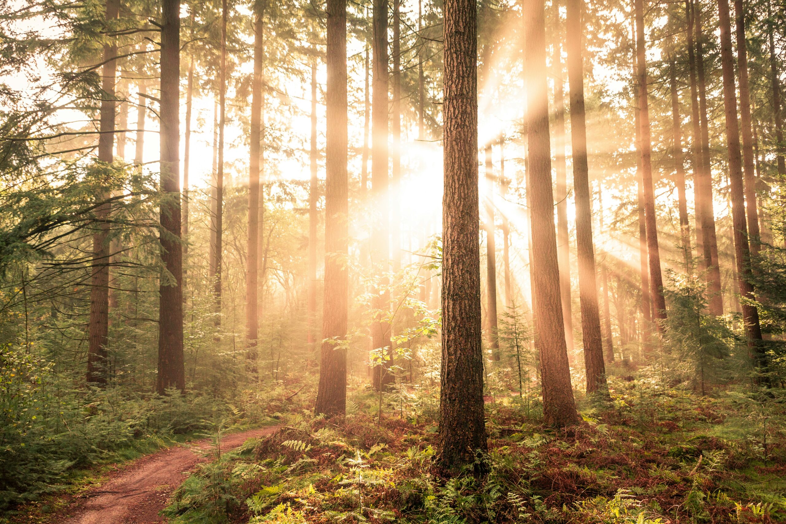Image of a forest with sunlight
